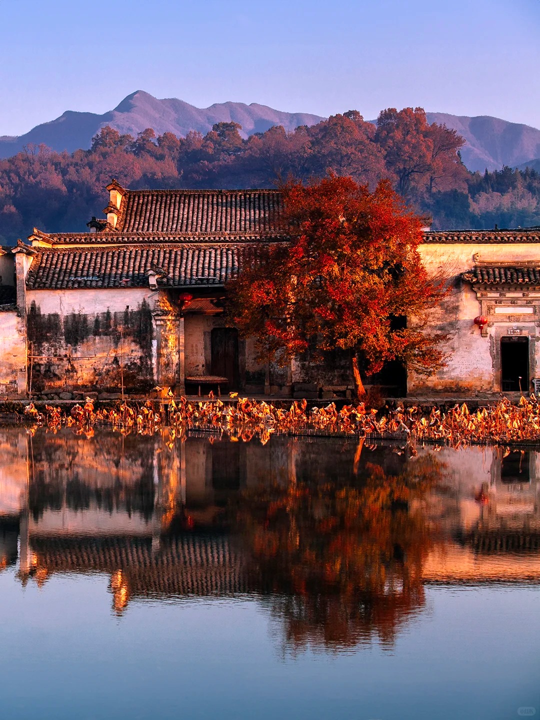 这才是秋天该有的样子，国内没有平替！_6_陈帆fotochen_安徽徽州-来自52tours 我爱旅游网